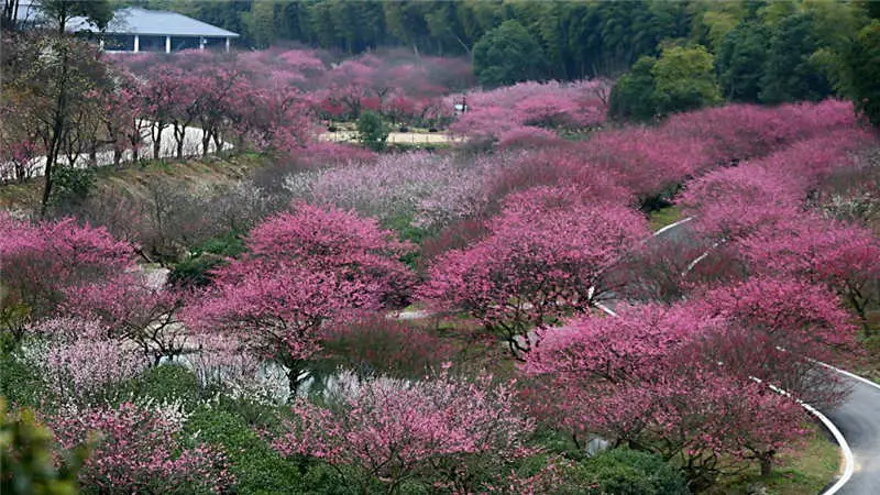 Oriental Plum Garden