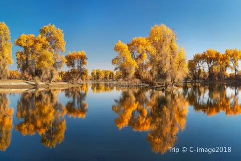 Ejina Populus Euphratica Tourist Area