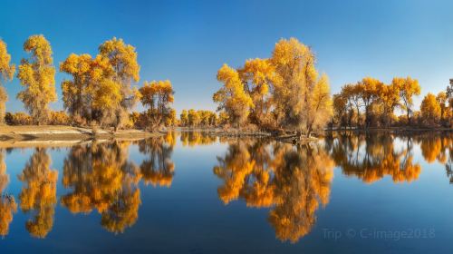 Ejina Populus Euphratica Forest Tourist Area