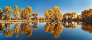Ejina Populus Euphratica Tourist Area