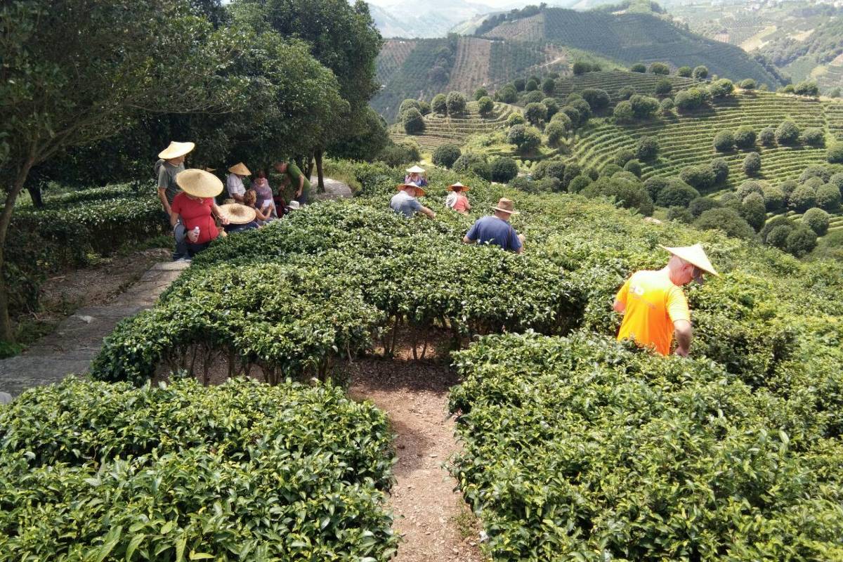 7. Stroll Through Guilin's Serene Tea Plantations