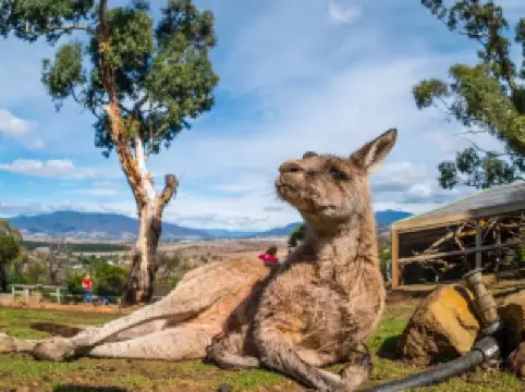 Bonorong Wildlife Sanctuary