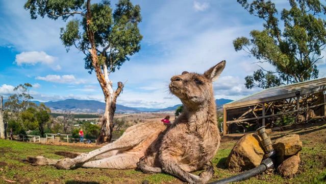 Bonorong Wildlife Sanctuary