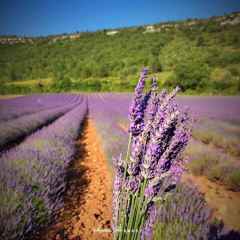 L'Ocrier User Photo