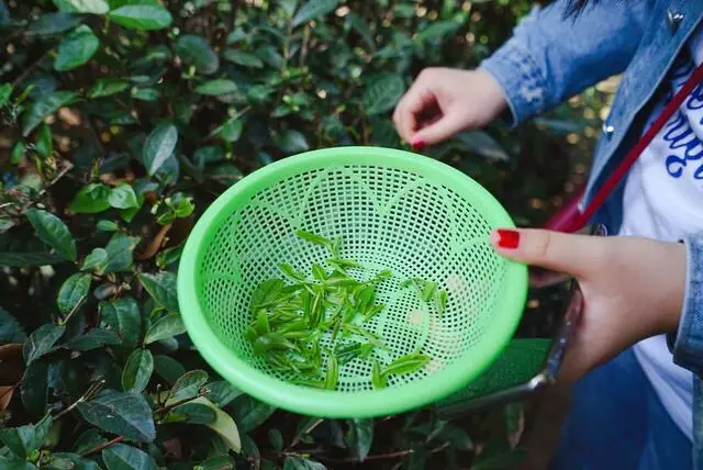 Tea Picking in Liyang
