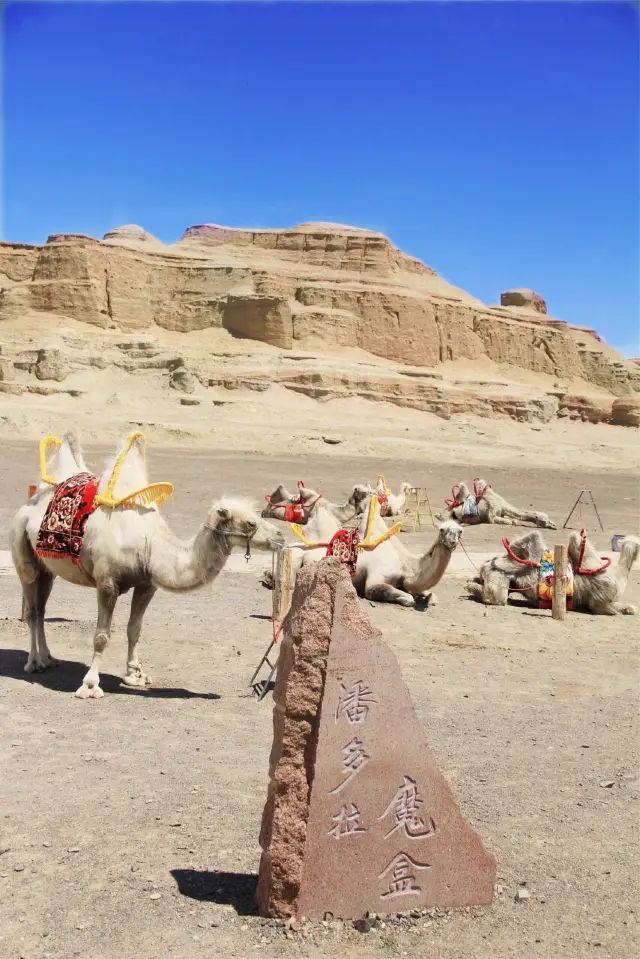 Camel Riding in Karamay