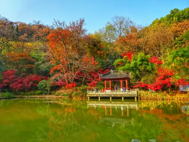 Nanjing Maple Leaf Viewing