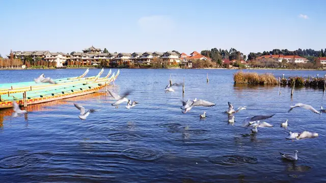 Red-billed Gull Watching in Kunming