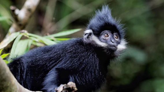 Mayanghe National Heiye Monkey Nature Reserve