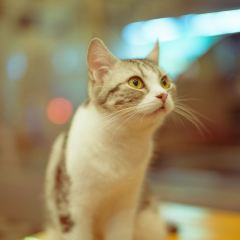 Cat 'n' A Cup Cat Cafe張用戶圖片