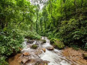Moli Tropical Rainforest Scenic Area
