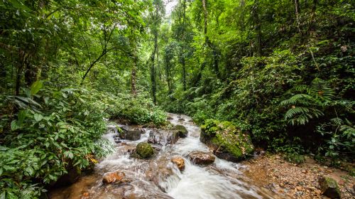 Moli Tropical Rainforest Scenic Area