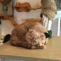 Caturday Cat Cafe User Photo