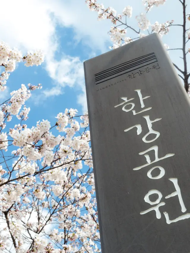 Cherry Blossom Viewing in Seoul