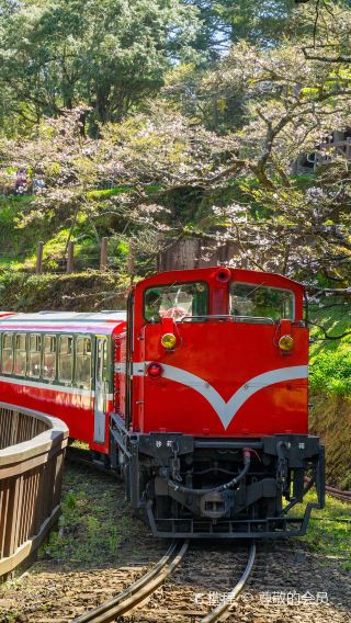 Alishan National Scenic Area Day Tour from Taichung
