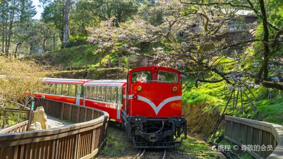 Tagesausflug zum Nationalen Landschaftsgebiet Alishan [Abreise von Taichung | Alishan Waldbahn und Baumriesen-Pfad]