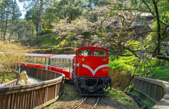 阿里山國家風景區一日遊【台中出發|阿里山森林鐵道巨木群棧道】