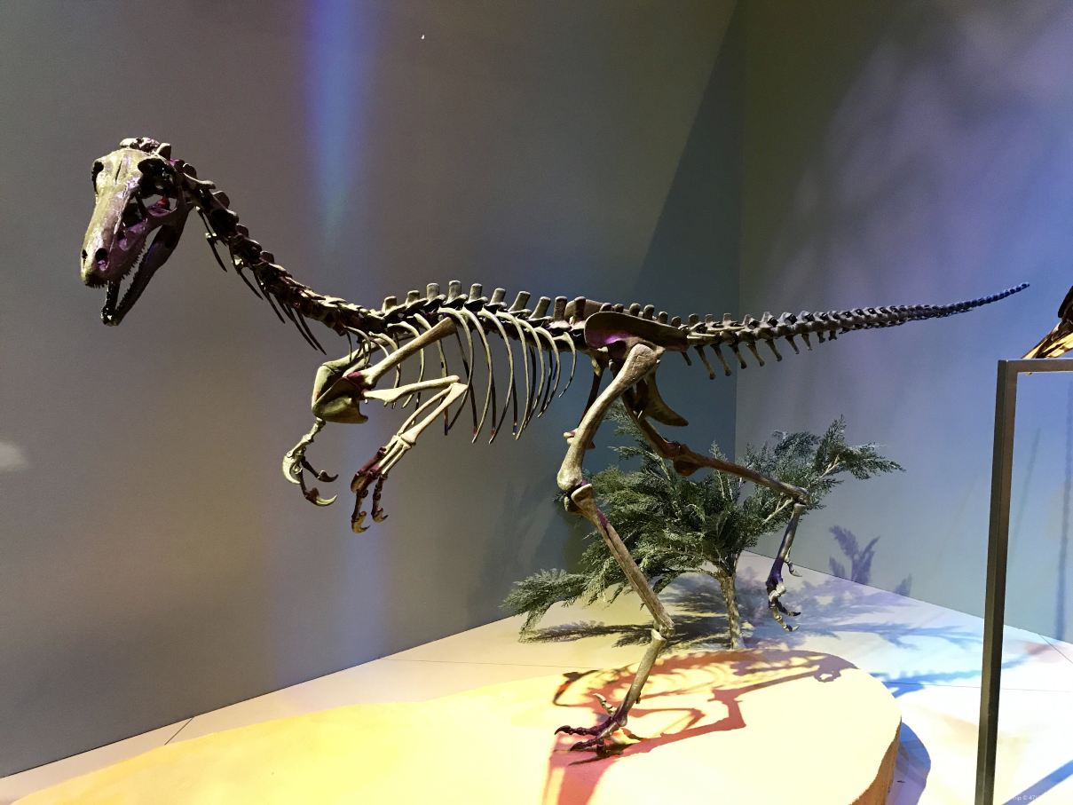 Perot Museum of Nature and Science: Gambar, Peta & Ulasan [2024] | Trip.com
