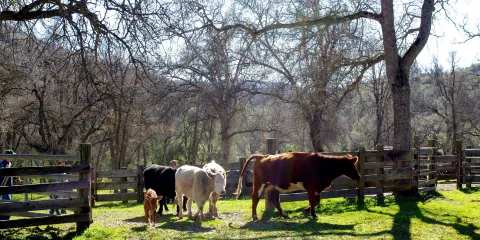 Northcote Ranch
