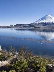 Lauca National Park (Parque Nacional Lauca)