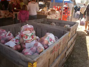 Georgia Apple Festival