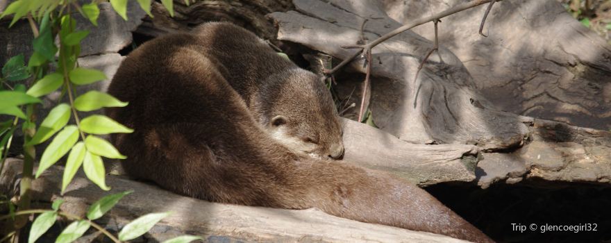 Touroparc Zoo
