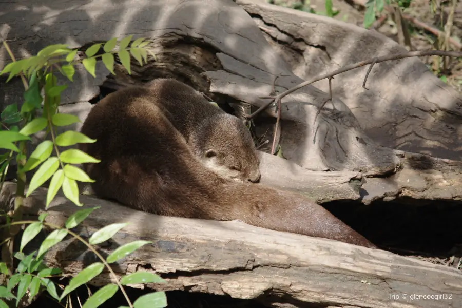 Touroparc Zoo