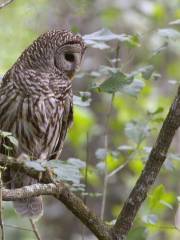 Audubon Bird Sanctuary