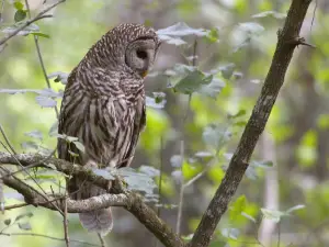 Audubon Bird Sanctuary