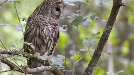 Audubon Bird Sanctuary