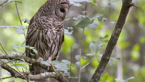 Audubon Bird Sanctuary