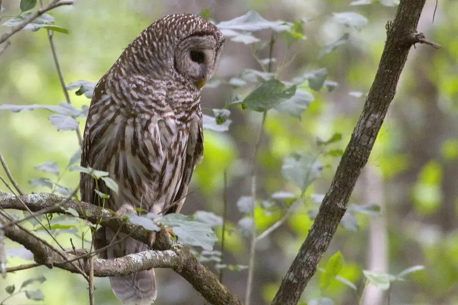 Audubon Bird Sanctuary