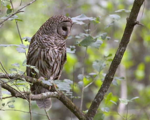 Audubon Bird Sanctuary