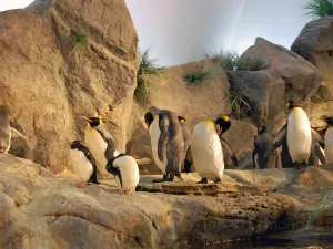 Saint Louis Zoo