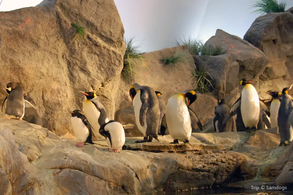 4_Saint Louis Zoo