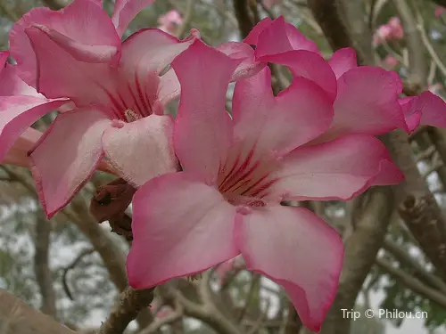 Limbe Botanic Garden