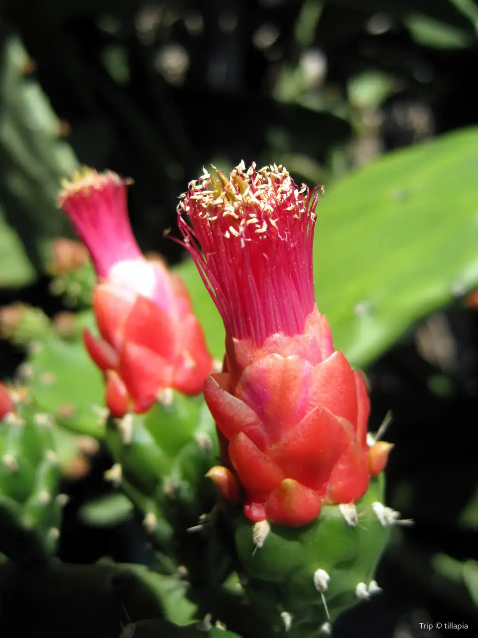 2_Harry P. Leu Gardens