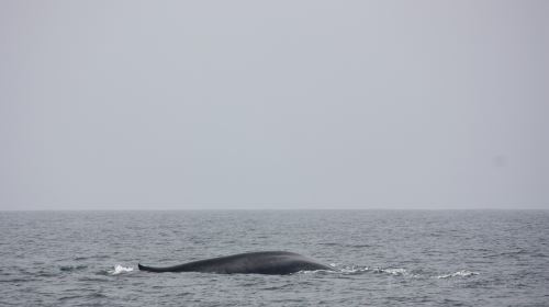 Whale watching Mirissa with Geeth