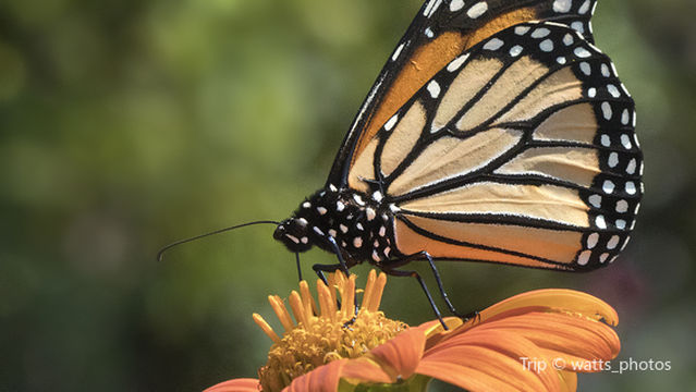 Yanaguana Garden at Hemisfair