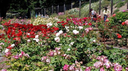 Berkeley Rose Garden