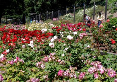 Berkeley Municipal Rose Garden