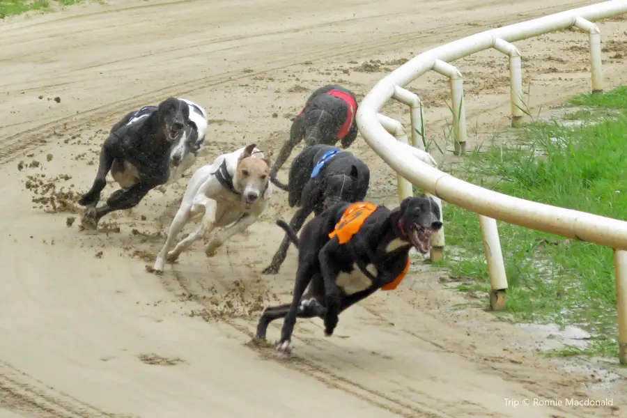 Crayford Greyhound Track