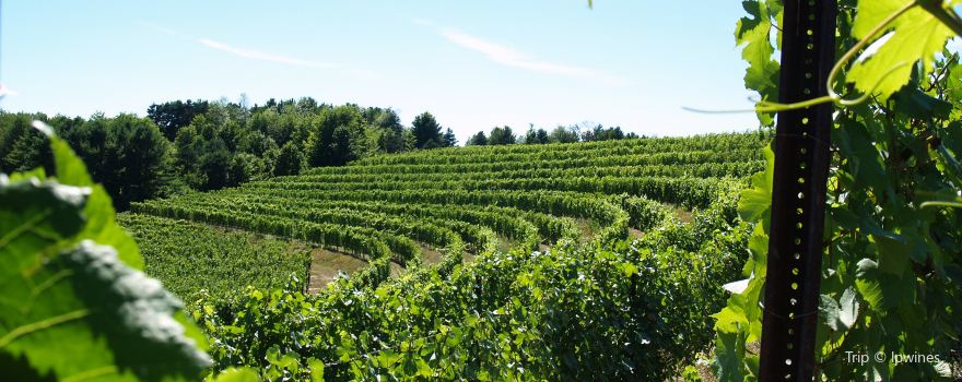 Black Star Farms Suttons Bay