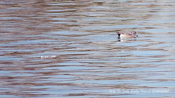 Palm Desert Aquatic Center