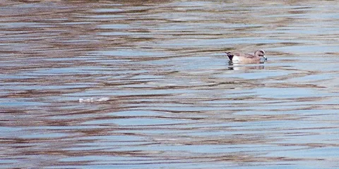 Palm Desert Aquatic Center