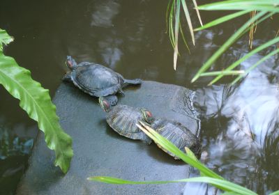 Manor Heath Jungle Experience