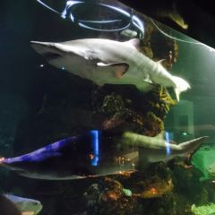 SHARK RESTAURANT User Photo