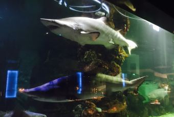 SHARK RESTAURANT User Photo