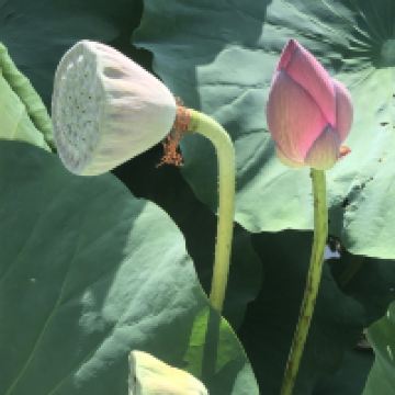 評論圖片 5