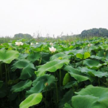 評論圖片 4